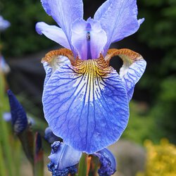 Lilien II